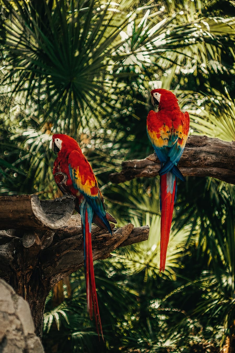 Two scarlet macaws on a branch